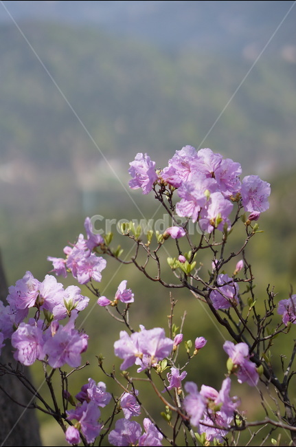 진달래,핑크,봄,낮,빛,봄,계절,spring,season,식물,자연,plants,nature,꽃,flower,plant,blossom,geranium,제라늄