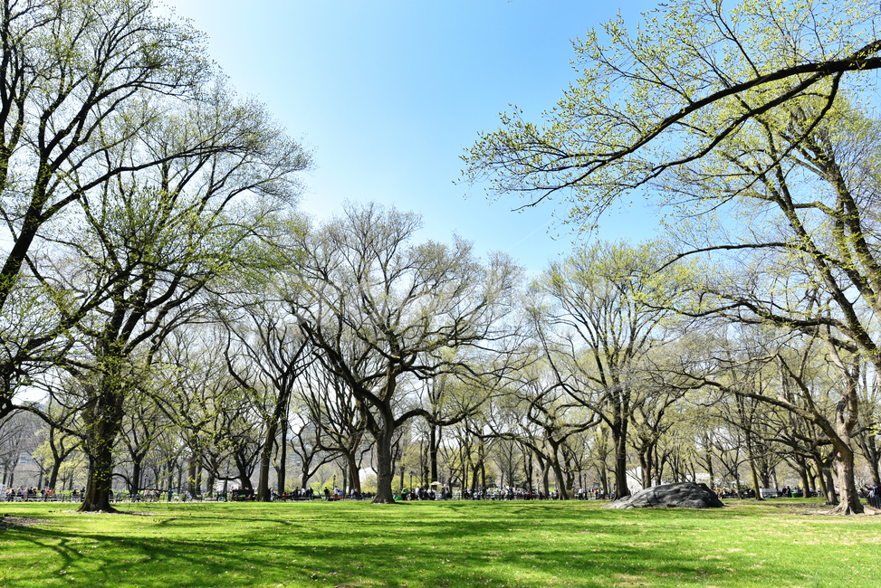 뉴욕,센트럴파크,벚꽃,미국,풍경,usa,america,서부,ny,newyork,centralpark,나무,해외풍경,공원,미국동부,park,풀