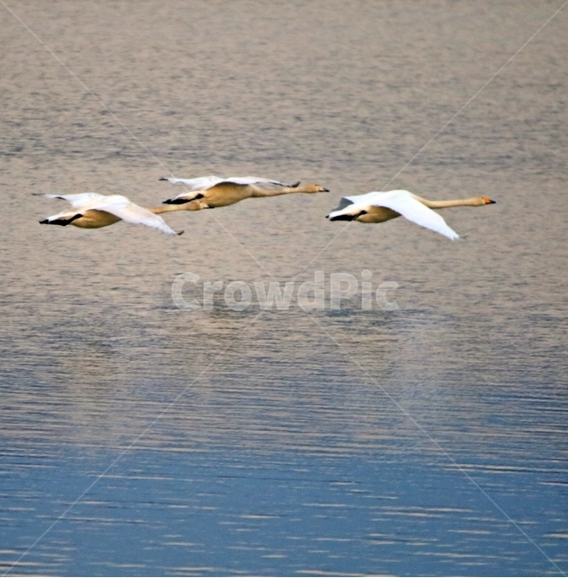 고니,새,백조,bird,동물,동물,animal,조류,새,birds