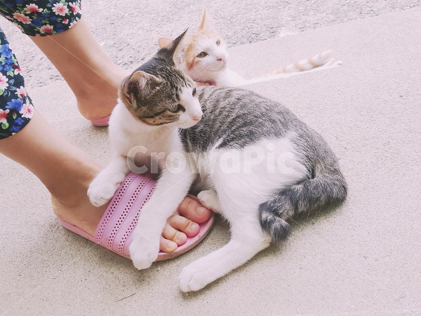 고양이,동물,귀여움,cat,cute,발,슬리퍼,계단,애완동물,동물,animal,포유류,mammal,고양이,cat,kitten,kitty