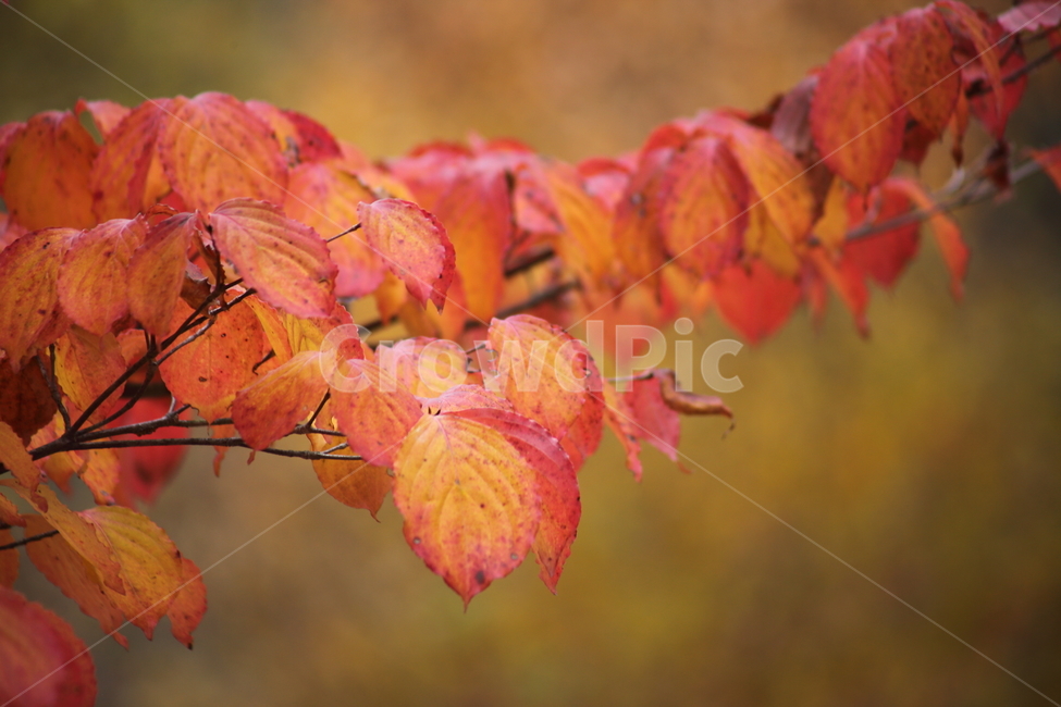 단풍,꽃산딸나무,빨강,가을,floweringdogwood,가을,계절,fall,autumn,season,식물,자연,plants,nature,leaf,잎,plant,tree,나무
