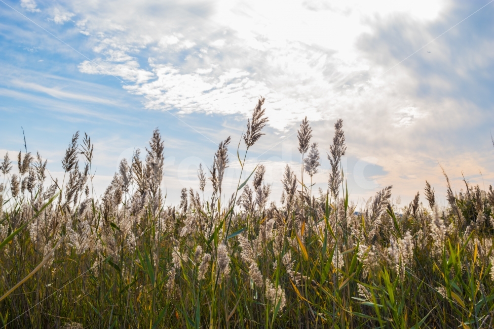 억새,자연,하늘,풀,숲,구름,가을,계절,fall,autumn,season,자연,풍경,nature,landscape,plant,식물,grass,잔디,lawn