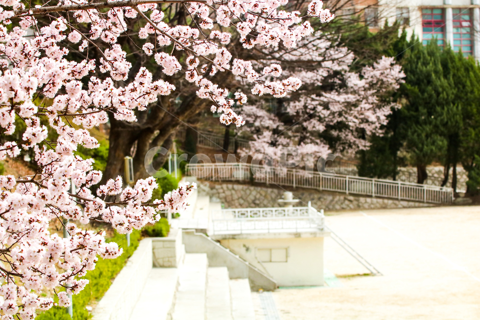 벚꽃,식물,꽃,학교,운동장,봄,계절,spring,season,식물,자연,plants,nature,꽃,flower,plant,blossom,cherry blossom