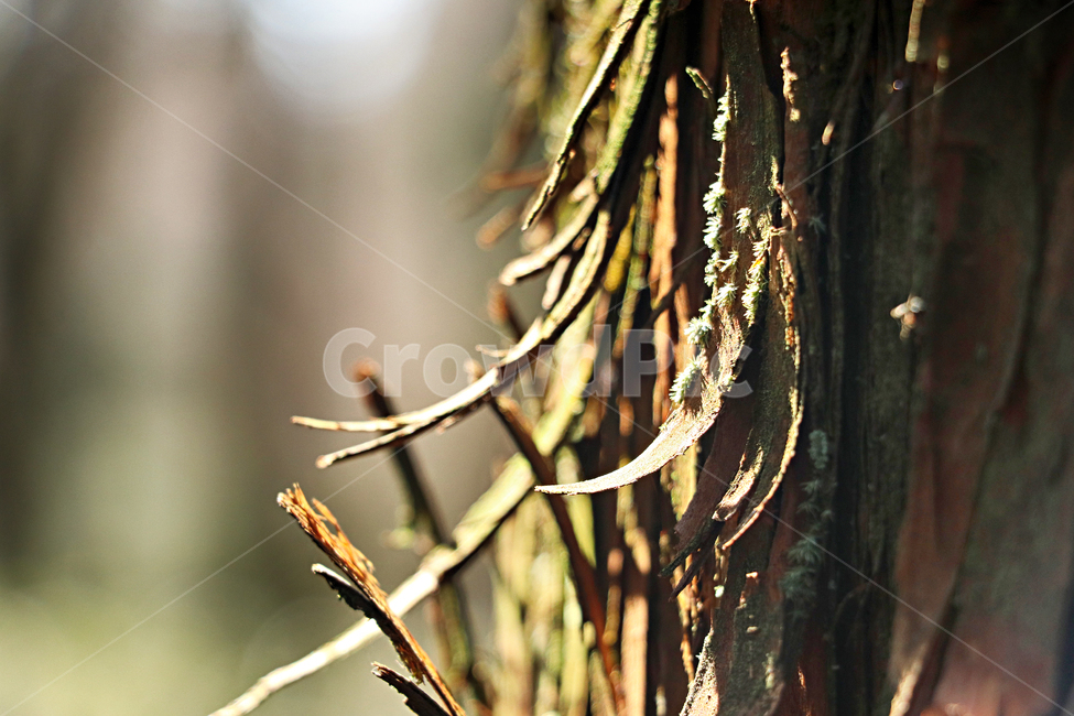 삼나무,껍질,나무껍질,나무,tree,식물,plant