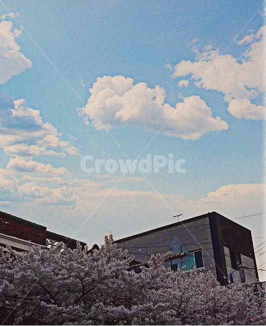하늘,배경,풍경,보정,빈티지,구름,벚꽃,꽃,나무,자연,거리,계절,season,spring,trees,flower,sky