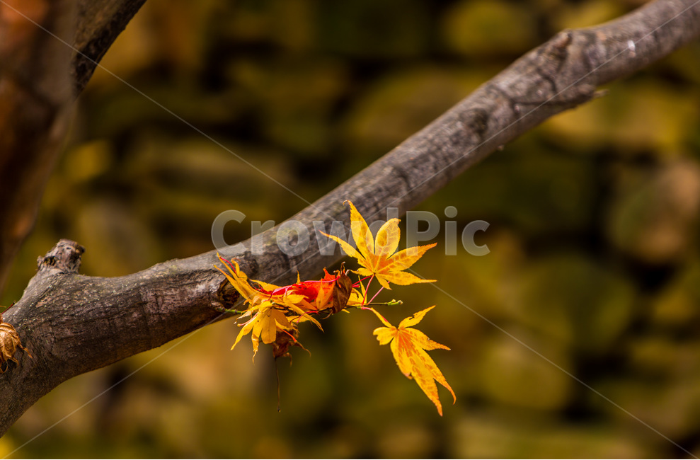 단풍,가을,단풍잎,감성,낙엽,가을,계절,fall,autumn,season,식물,자연,plants,nature,leaf,잎,plant