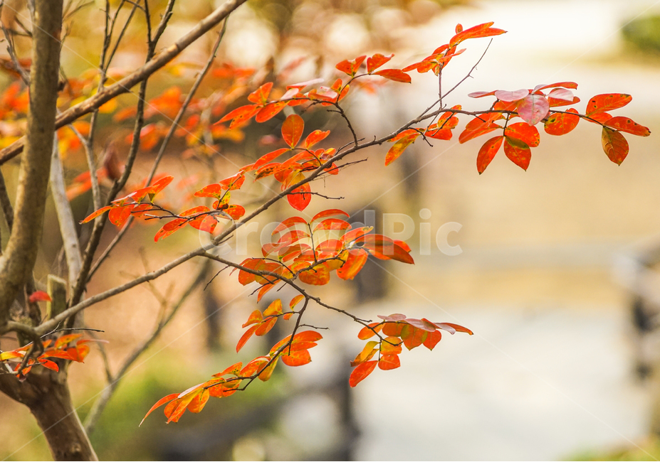 단풍,추색,가을,나무,나뭇잎,잎새,자연,잎,가을,계절,fall,autumn,season,plant,식물,leaf,tree,maple