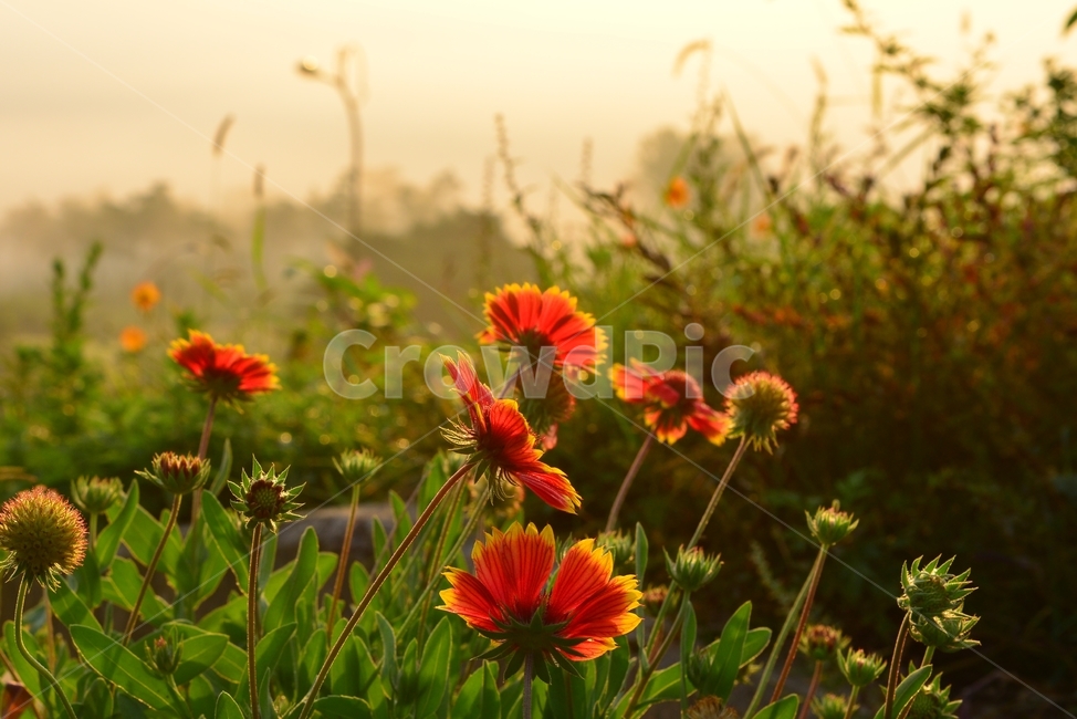 천인국,국화,아침,아침빛,plant,식물,blossom,flower,꽃,식물,자연,plants,nature,꽃,flower