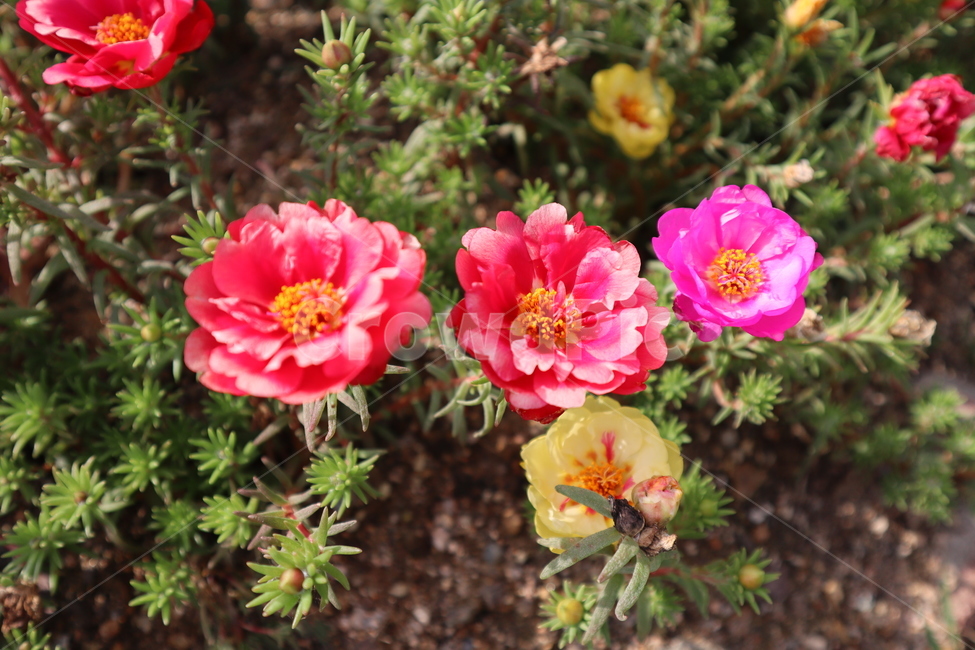 꽃,봄,붉은꽃,flower,spring