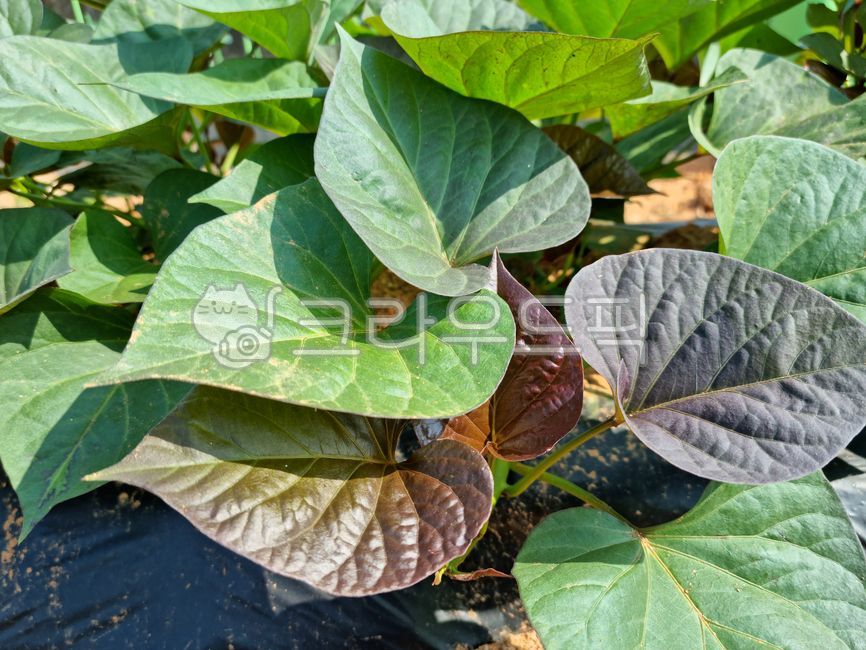 sweet potato,Sweet potato cultivation,sweet potato field,crops,leaf,field,culture,sweet potato leaves,background,farming,Agriculture