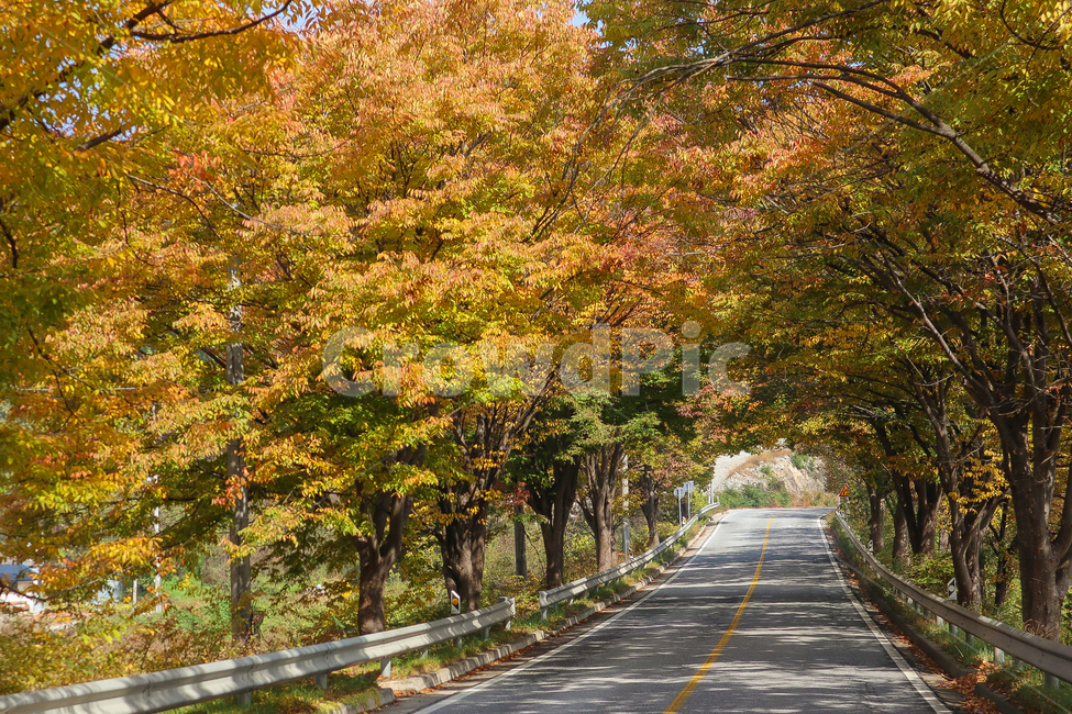 가을,단풍,나무,plant,식물,숲길,도로,가을길,가을,계절,fall,autumn,season,자연,풍경,nature,landscape,tree