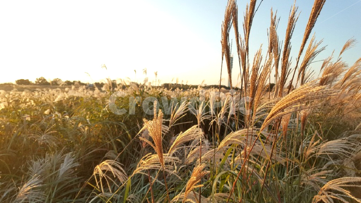 가을,갈대,autumn,식물,초목,자연,갈대숲,가을,계절,fall,autumn,season