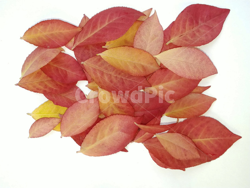 단풍잎,나뭇잎,가을,잎,낙엽,식물,autumn,leaf,leaves,maple,fall,plant,계절,season,가을,계절,fall,autumn,season,식물,자연,plants,nature