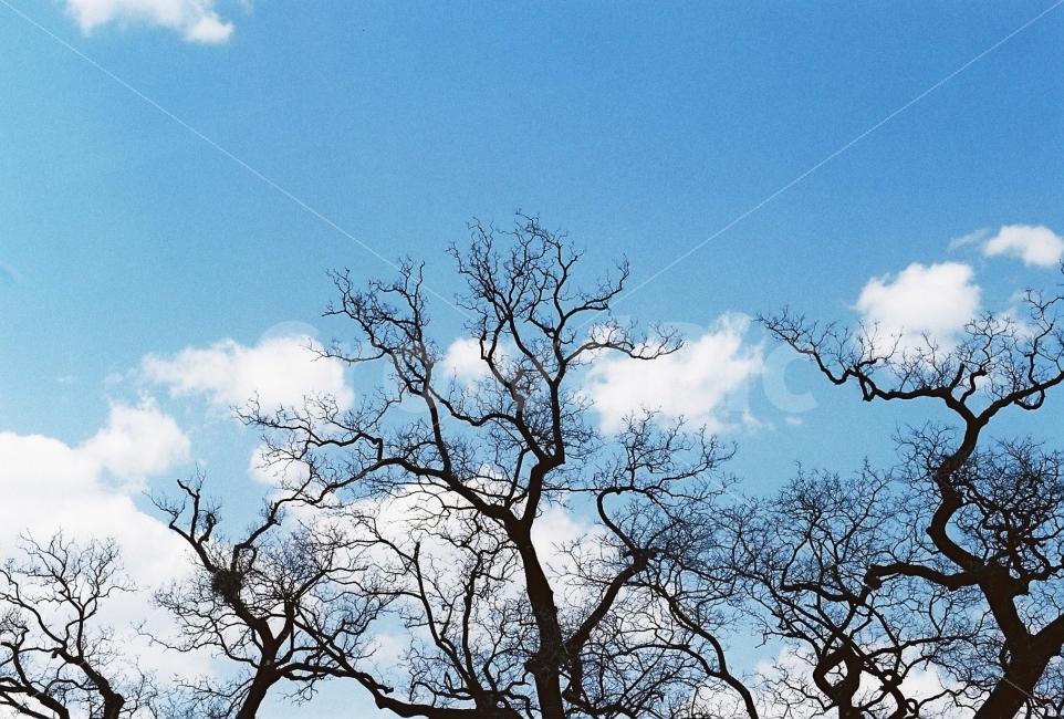 필름사진,나뭇가지,하늘,구름,감성사진,감성,풍경,자연,겨울,실루엣,그림자,tree,sky,겨울,계절,winter,season,식물,자연,plants,nature,나무,trees,wood