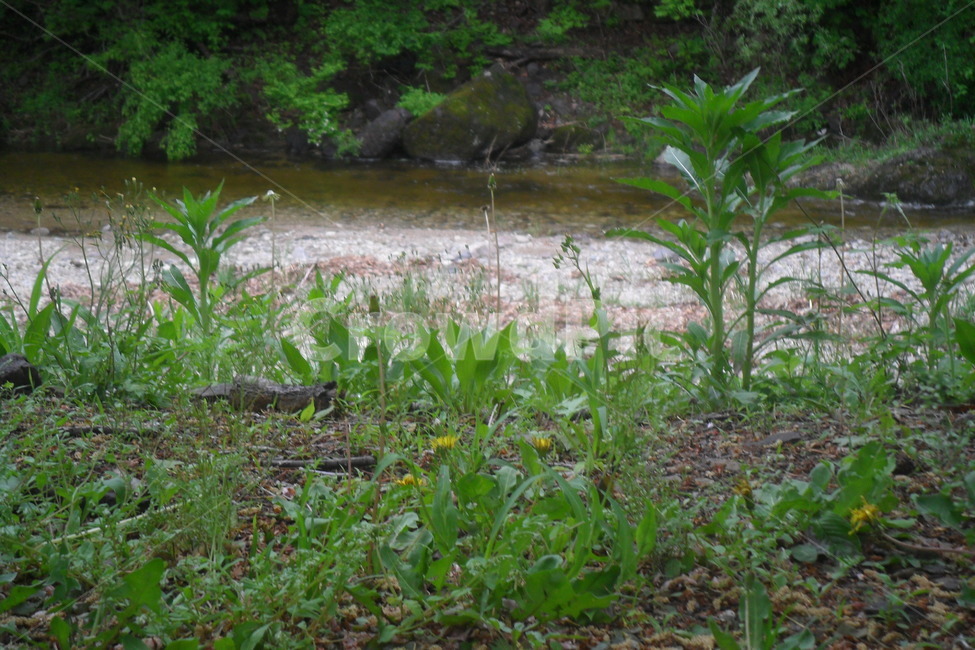 식물,풀,봄,물,plants,식물,자연,plants,nature