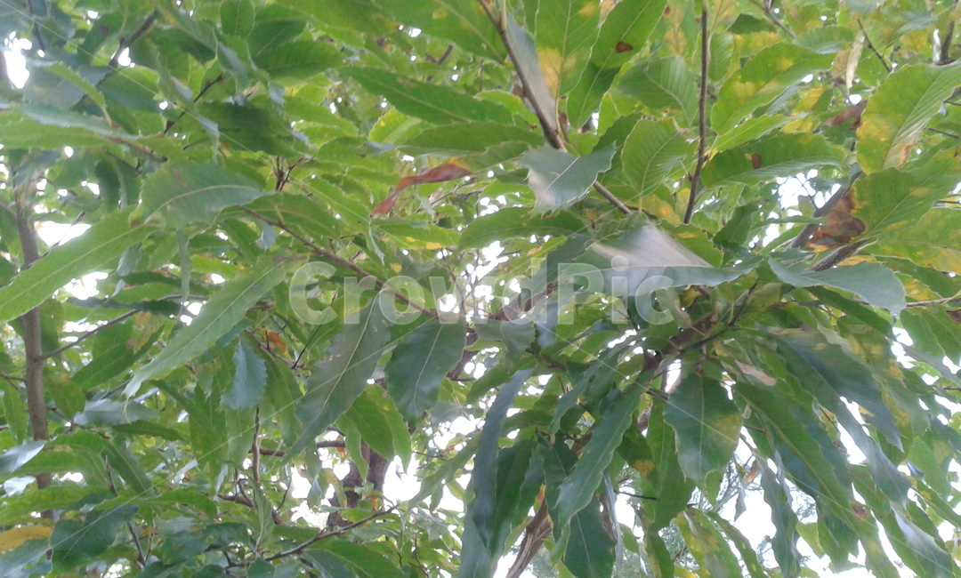 leaf,잎,plant,식물,tree,나무
