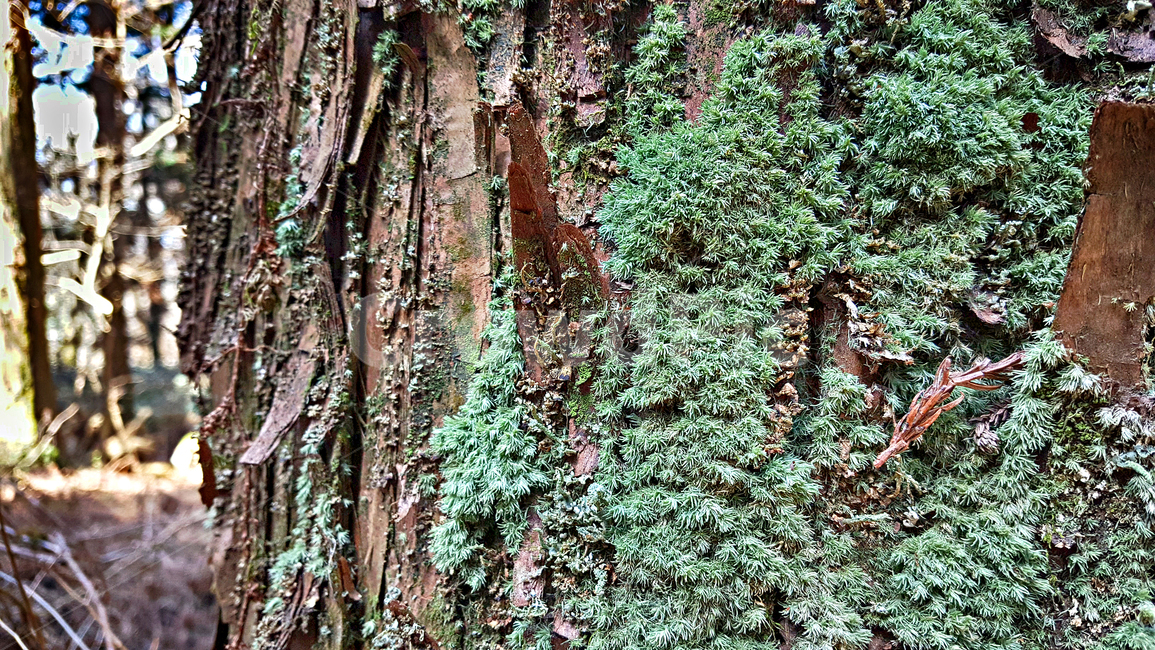 삼나무,이끼,plant,식물,tree,나무,식물,자연,plants,nature