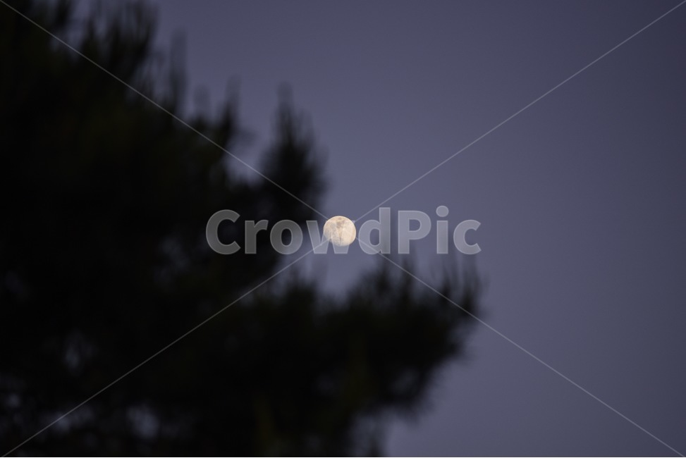 달,야경,달사진,야경사진,감성사진,스냅사진,나무,일상,자연,풍경,nature,landscape,야경,밤,nightscape,night,outdoors,옥외