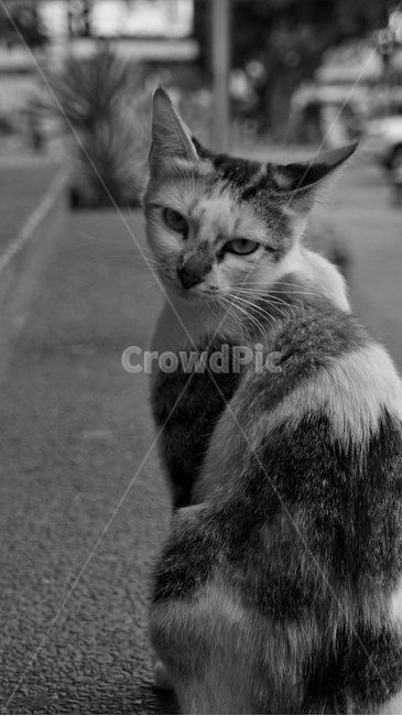 고양이,흑백,동물,animal,cat,동물,animal,포유류,mammal,고양이,cat,kitten,kitty,흑백,모노톤,monochrome,black and white