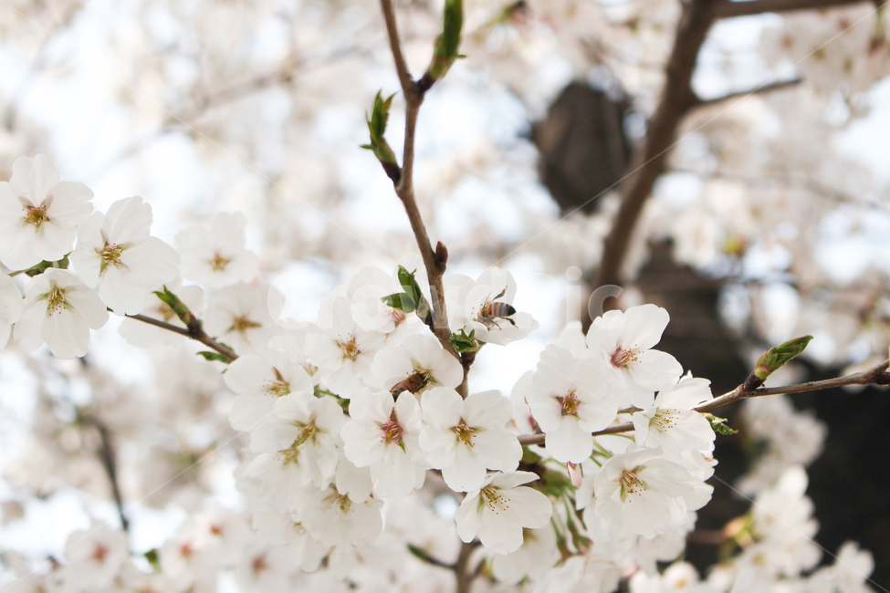 벚꽃,벚꽃나무,꽃잎,벚꽃잎,봄꽃,봄,spring,벚나무,white,벚꽃놀이,벚꽃축제,봄소풍,봄나들이,나들이,소풍,공원,park,식물,나무,cherryblossom,blossom,꿀벌,벌,bee,honeybee