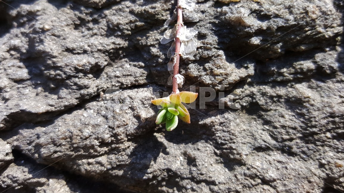 돌나물,바위,자연,식물,봄