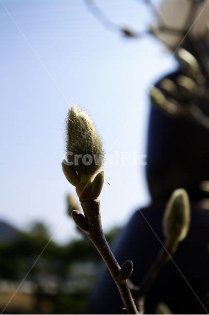 꽃봉오리,꽃,싹,flower,새싹,봄,목련,식물