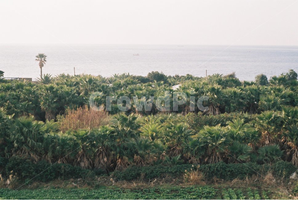 제주도,나무,바다,지평선,하늘,초록,푸른,풍경,배경,필름카메라,필름,자연,풍경,nature,landscape,outdoors,옥외,land,땅,vegetation,초목,plant,식물