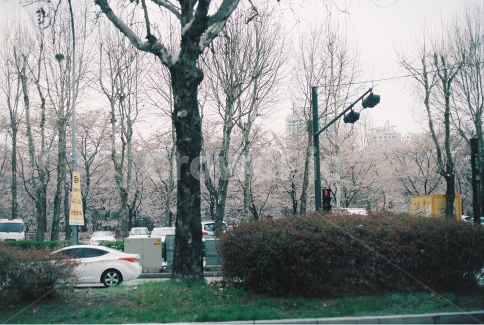 transportation,automobile,교통,자동차,wheel,바퀴,vehicle,차량,기계,car,벚꽃,여의도,여의도한강공원,cherryblossom