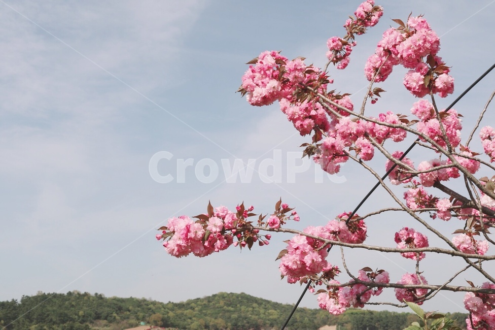 나무,산,봄,분홍색,꽃,분홍색꽃,자연,flower,pink,감성사진,감성,배경,배경화면