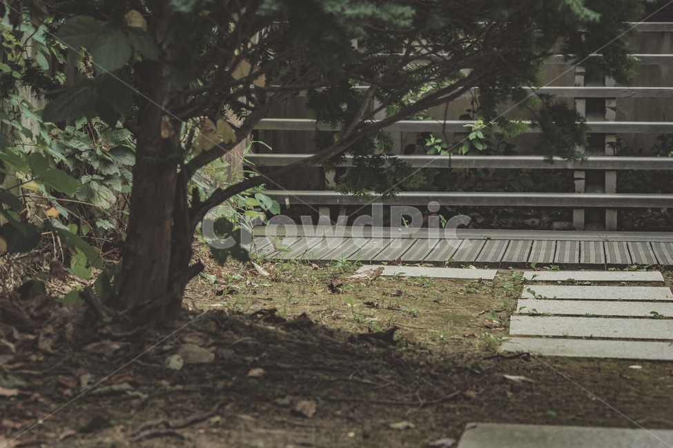 서울,서서울공원,공원,나무,풀,계단,여름,감성,휴식,자연,그늘,산책로,seoul,park,tree,wood,plants,stairs,summer,rest,walk,shade,nature,식물,자연,plants,nature,나무,trees,wood