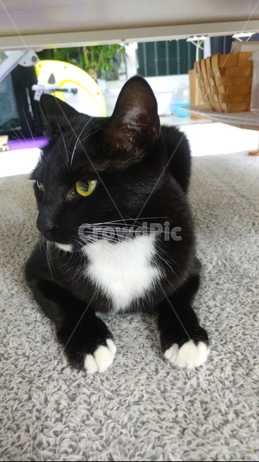 고양이,검정고양이,펫,블랙앤화이트,집고양이,집냥이,냥이,애완동물,동물,animal,포유류,mammal,고양이,cat,kitten,kitty