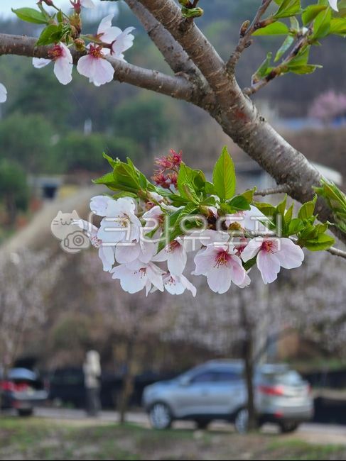 cherry blossom,flower tree,tree,flower,spring
