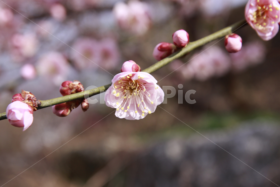 매화꽃,봄,봄꽃,자연,계절,꽃,spring,season,nature,flower,봄,계절,spring,season,식물,자연,plants,nature,꽃,flower,plant