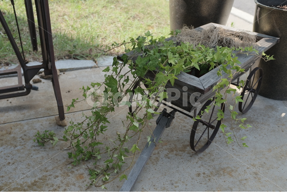 식물,꽃,화분,초록,자연,카페,분갈이,새싹,잎,미세먼지,마사토,식물,자연,plants,nature,실내용화초,화분,화초,house plant