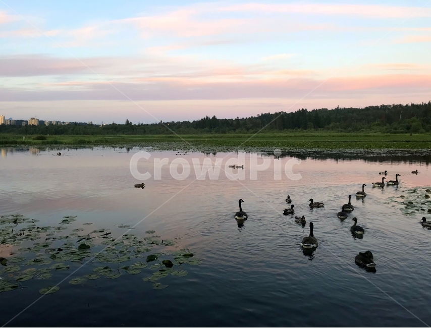 오리,호수,해질녘,duck,lake,lakepark,호수공원,연못,vancouver,밴쿠버,자연,풍경,nature,landscape