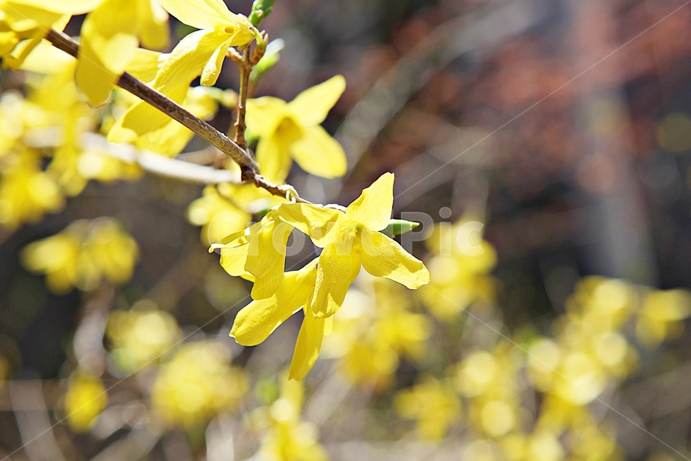 개나리,개나리꽃,꽃,노랑,봄꽃,봄,식물,자연,공원,식물,자연,plants,nature,꽃,flower