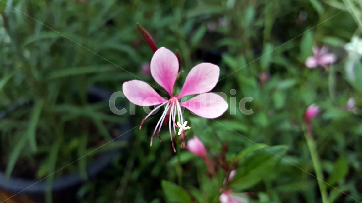 홍접초,가우라,나비바늘꽃,식물,꽃,분홍색,암술,수술,꽃잎,식물,자연,plants,nature,꽃,flower
