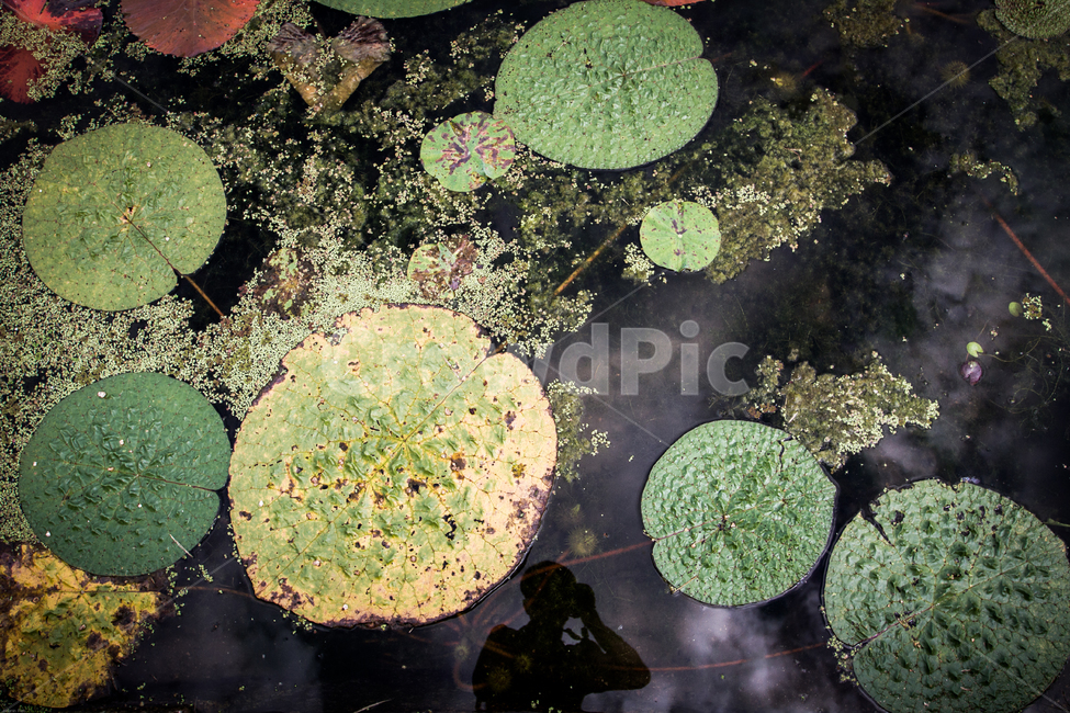 연못,연잎,웅덩이,여름,여름꽃,연꽃,반영,여름축제,연꽃축제,자연,풍경,nature,landscape,plant,식물
