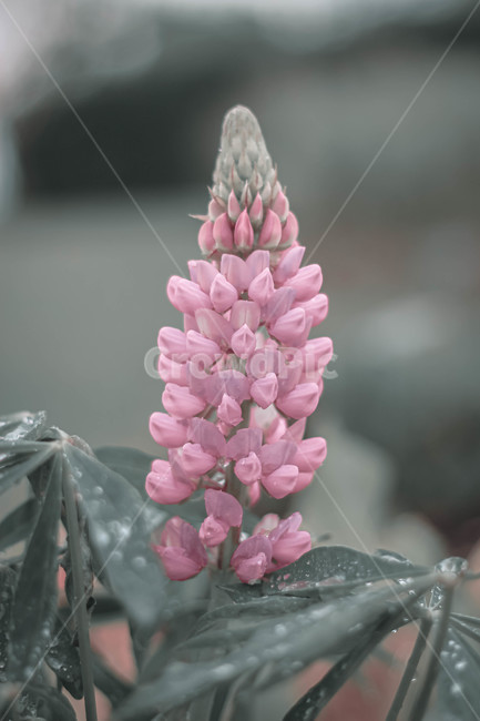 plant,식물,lupin,꽃,flower,blossom