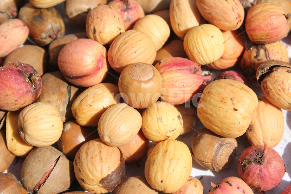 acorn,autumn,brown,closeup,dry,dummy,fall,food,fruit,group,macro,many,natural,nature,nut,plant,seed,도토리,가을,브라운,갈색,크롤즈업,말린,말리는,더미,음식,음식재료,열매,그룹,많은,자연,식물,가을,계절,fall,autumn,season,음식,식재료,요리,food,cook,meal,dishes,food reserves,과일,열매,fruit