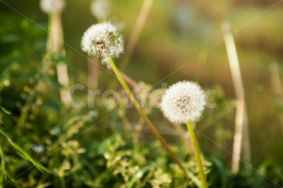 봄,자연,꽃,민들레,풍경,풍경사진,nature,spring,flower,flowers,landscape,dandelion,휴식,힐링,rest,relaxation,healing,식물,자연,plants,nature,꽃,flower,감성,sensible,feeling
