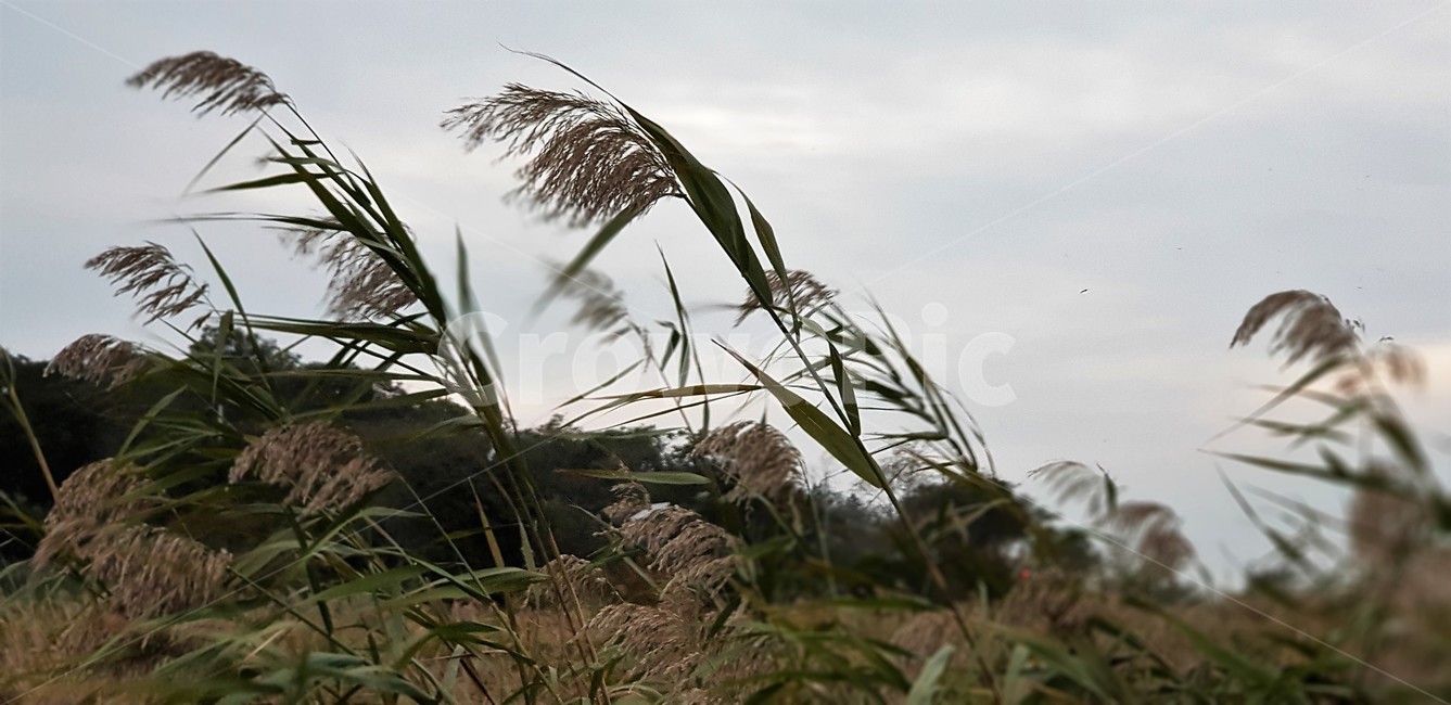 가을,갈대,자연,하늘,구름,빛,일몰,풍경,감성,sky,nature,fall,autumn,식물,가을,계절,fall,autumn,season,식물,자연,plants,nature,grass,잔디,plant,lawn,reed