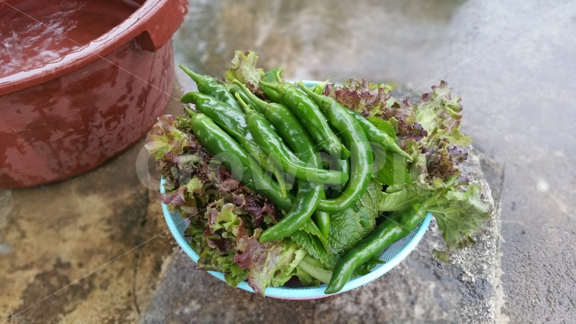고추,상추,채소,쌈,풋고추,음식,식재료,요리,food,cook,meal,dishes,food reserves,채소,야채,vegetables