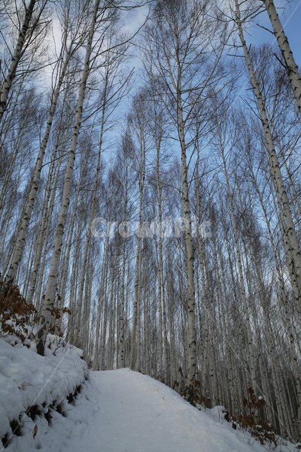 sky,birch tree,snow mountain,snow scene,winter forest,birch,tree,winter,bluesky,plant,season,birchtree,high angle,landscape