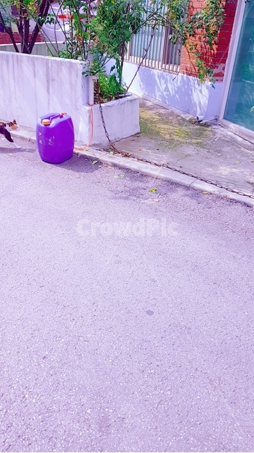 고양이,길고양이,여름,풍경,거리