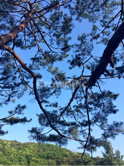 나무,소나무,나뭇가지,하늘,연리지,식물,자연,plants,nature,나무,trees,wood