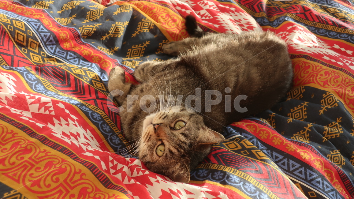 고양이,태비고양이,고등어줄무늬,태비줄무늬,회색고양이,귀여운,반려동물,반려묘,애완동물,집고양이,cat,kitty,kitten,아기고양이,pet,mammal,animal,포유류,동물,동물,animal,포유류,mammal,고양이,cat,kitten,kitty