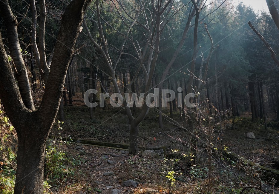 자연,나무,숲,초겨울,낙엽,산행,힐링,woods,nature,trail,latefall,walkway,trees,season,stroll,park,sunshine,그림자,shadow,식물,자연,plants,nature,나무,trees,wood
