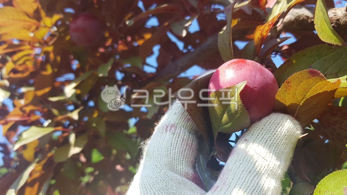 plum,Plum picking,Humusa,Humusa plum harvest,fruit harvest,Hummusa plum,fruit,Picking humus seeds,Plum harvest,Humusa Harvest,seasonal fruits