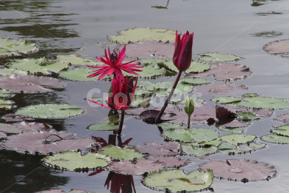 연,수련,꽃,식물,waterlily,식물,자연,plants,nature,꽃,flower